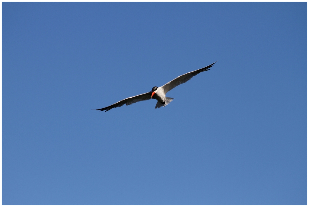 01- Vancouver (9).JPG